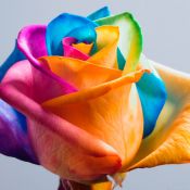 rose_rainbow.jpg