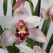 Cymbidium-12cm-Dwarf-Pink-close-up.jpg