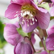 helleborus_pink.jpg