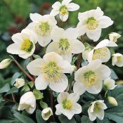 helleborus.jpg